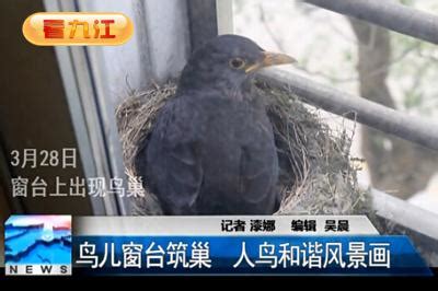 窗戶有鳥巢|家裡窗台有鳥築巢 請問這是什麼鳥？